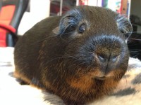 /album/meerschweinchen1/img-0818-jpg/