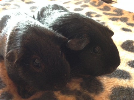 Mein hübsches Black Tan Pärchen. Links das Böckchen, rechts die Dame.